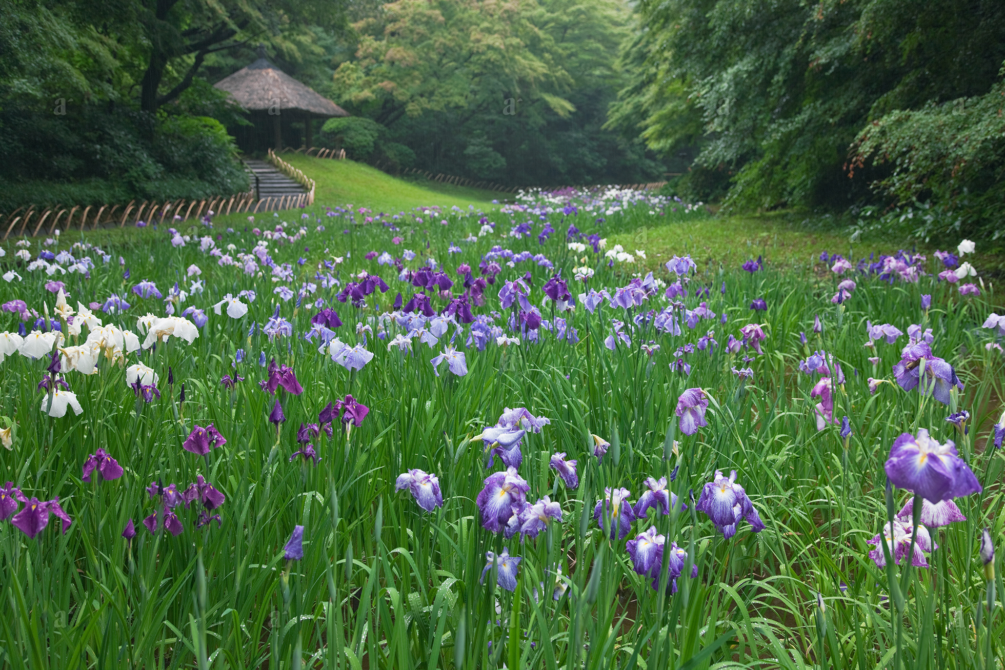 ベン・シモンズ &ldquo;明治神宮&rdquo; Ben Simmons &ldquo;Iris Garden, Meiji Jingu&rdquo;